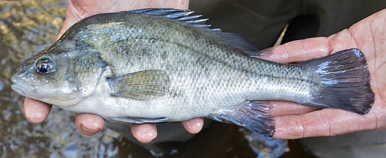 Macquarie perch – The native battler fights on
